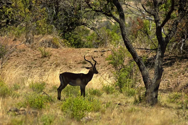 Antylopy Springbok — Zdjęcie stockowe