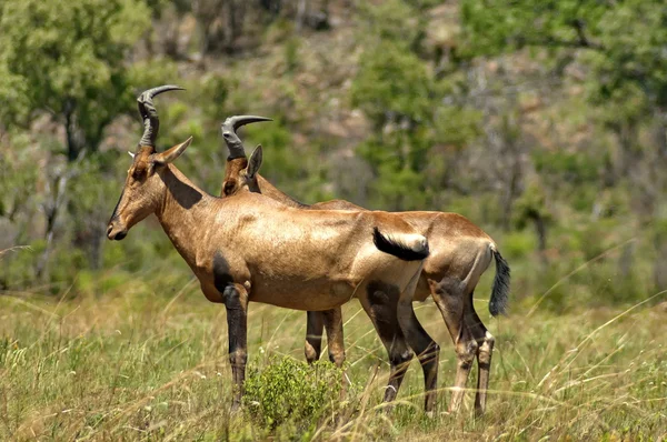 빨간 hartebeest 영양 — 스톡 사진