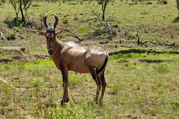 Червоний Hartebeest антилопи — стокове фото