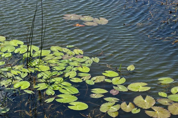 Nenúfar en el lago en el Parque Nacional Pilanesberg —  Fotos de Stock