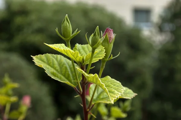 Knospe der Hibiskusblüte im Garten des Hotelpräsidenten von Protea — Stockfoto