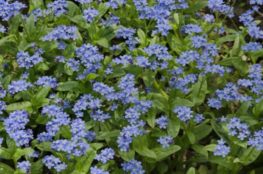 Unutma çiçek arka bahçe