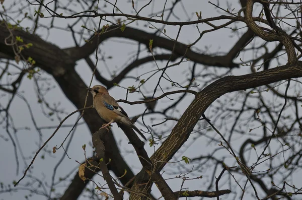 Jay ave en primavera — Foto de Stock