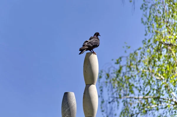 Pigeon over decorativ pilar in garden — Stock Photo, Image