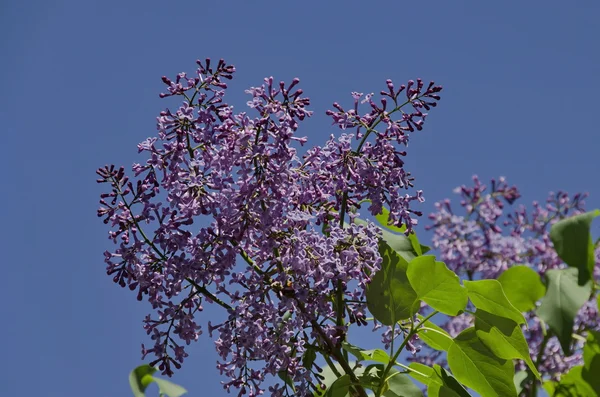 Lilac-shrub in city garden — Stock Photo, Image