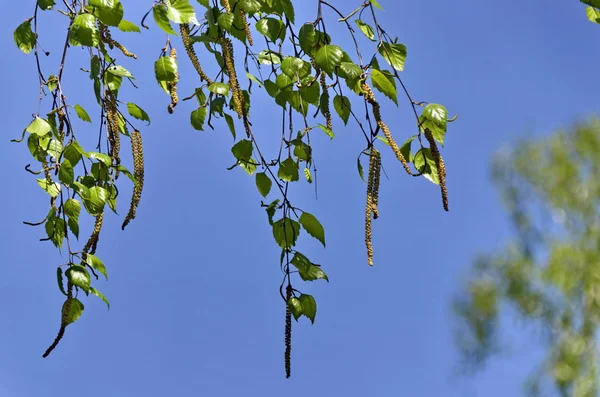 Spring birch tree twigs on blue sky — Stock Photo, Image