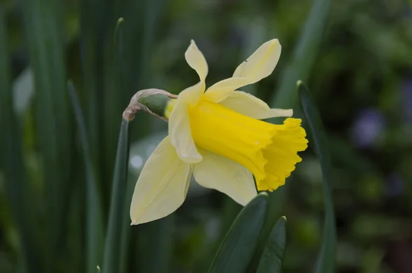 Flor de narciso en el jardín —  Fotos de Stock