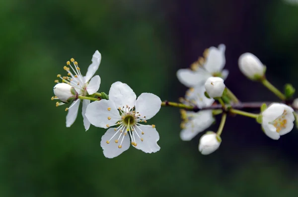 Blossom twigs of plum — Stock Photo, Image