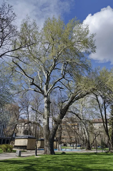 Springtime bild i trädgården — Stockfoto