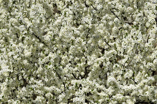 Background of spring blossom plum tree — Stock Photo, Image