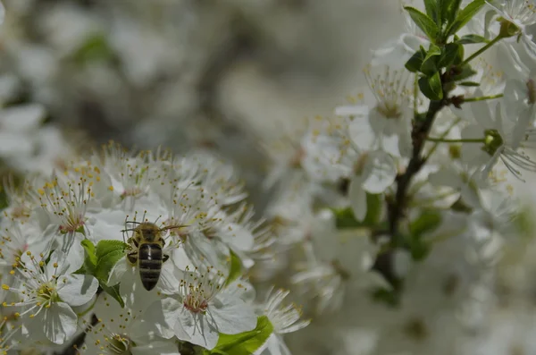 Blossom twigs of plum with bee — Stock Photo, Image