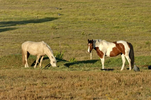 Dos caballos en el pasto matutino —  Fotos de Stock