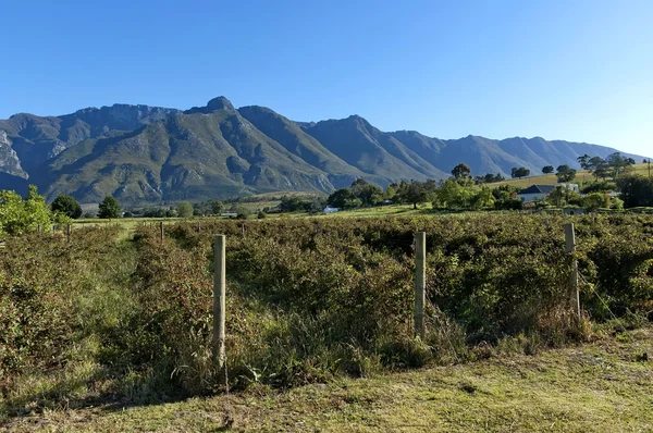 Jeżyna plantacji w obszarze swellendam — Zdjęcie stockowe