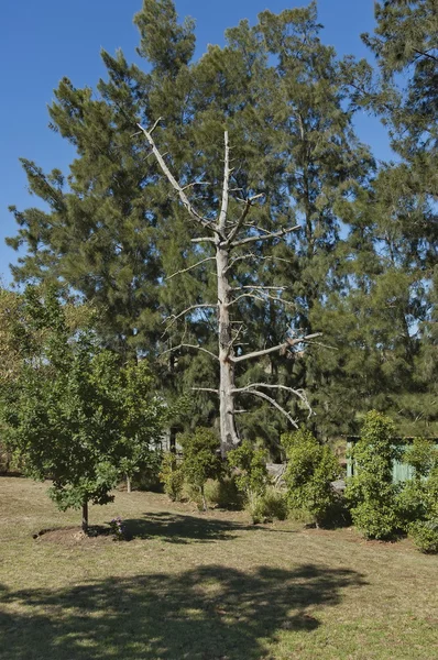 Garden with fruit trees in Swellendam area — Stock Photo, Image