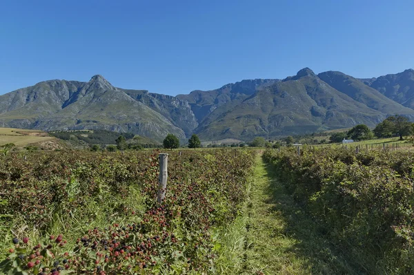 Jeżyna plantacji w obszarze swellendam — Zdjęcie stockowe