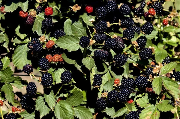 BlackBerry bush ile meyve