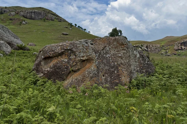 Rocha sedimentar e samambaia no Castelo dos Gigantes Reserva Natural de KwaZulu-Natal — Fotografia de Stock