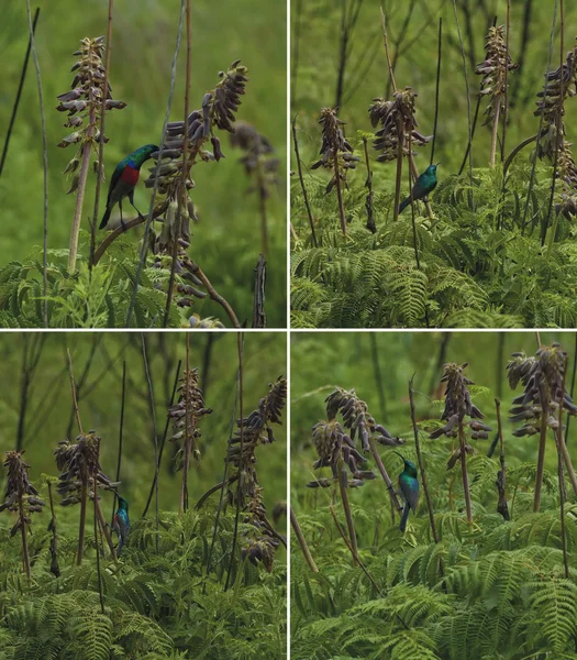 Sunbird a doppio collare nel Castello dei Giganti — Foto Stock