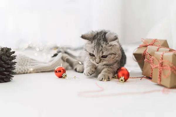 Гарне кошеня шотландської прямої породи бавиться різдвяними іграшками. — стокове фото