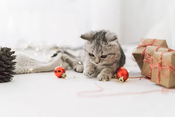 Симпатичный котенок табби шотландской породы играет с рождественскими игрушками — стоковое фото