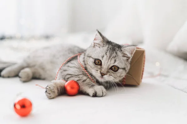 Симпатичный котенок табби шотландской породы играет с рождественскими игрушками — стоковое фото