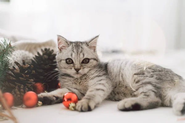 A cute tabby kitten of the Scottish straight cat breed plays with Christmas toys — Stock Photo, Image