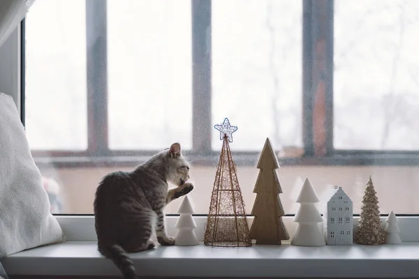 Niedliches Kätzchen der Schottin sitzt gerade auf der Fensterbank neben dem Fenster. — Stockfoto