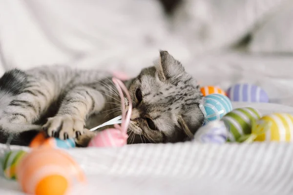 Lindo gatito de la raza recta escocesa jugando con huevos de Pascua multicolores en casa. —  Fotos de Stock