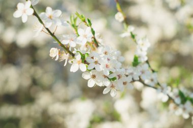 İlkbahar. Bahar çiçeği arka planı. Çiçek açan ağaçla güzel bir doğa sahnesi. Bahar çiçekleri