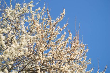 İlkbahar. Bahar çiçeği arka planı. Çiçek açan ağaçla güzel bir doğa sahnesi. Bahar çiçekleri