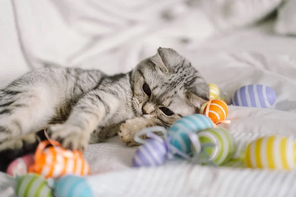 Gatinho bonito da raça reta escocesa brincando com ovos de Páscoa multicoloridos em casa. — Fotografia de Stock