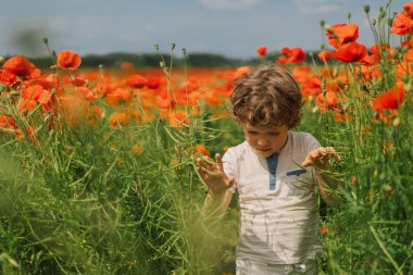 Küçük Çocuk kırmızı gelinciklerle dolu güzel bir arazide oynuyor. İnsanlar ve doğa.