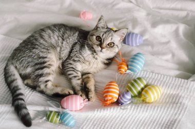 İskoç heteroseksüel bir kedi yavrusu evde çok renkli Paskalya yumurtalarıyla oynuyor..