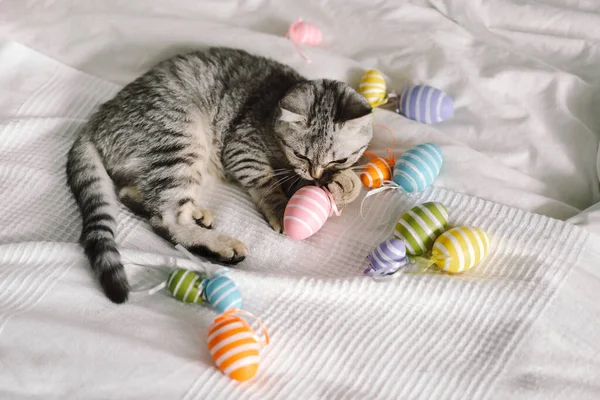 Roztomilé koťátko skotského hetero plemene hraje s multi-barevné velikonoční vejce doma. — Stock fotografie