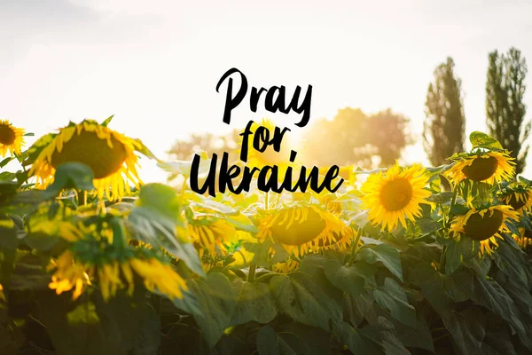 Ταχυδρομική κάρτα με την επιγραφή Προσευχηθείτε για την Ουκρανία. Όμορφο τοπίο με κίτρινα ηλιοτρόπια — Φωτογραφία Αρχείου