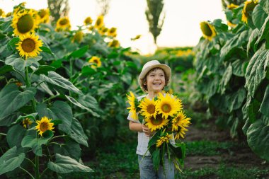 Ayçiçeği tarlasında yürüyen mutlu çocuk. Çocuk büyük çiçeklerle oynuyor ve eğleniyor..