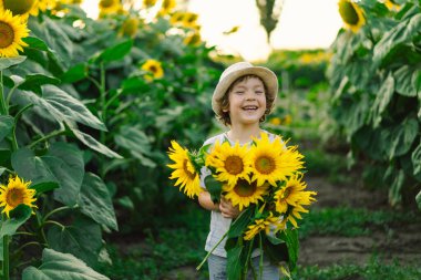 Ayçiçeği tarlasında yürüyen mutlu çocuk. Çocuk büyük çiçeklerle oynuyor ve eğleniyor..
