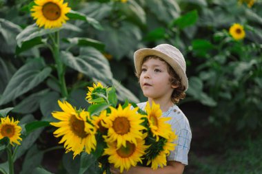 Ayçiçeği tarlasında yürüyen mutlu çocuk. Çocuk büyük çiçeklerle oynuyor ve eğleniyor..