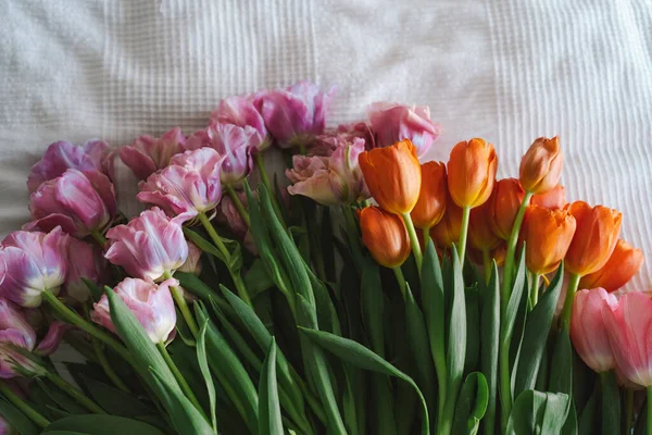 Čerstvé tulipány ležely na bílém pozadí. Stylové přání k pozdravu — Stock fotografie