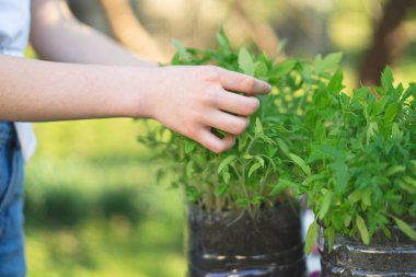 Kadın tarım uzmanı saksıda fideleri tutuyor. Evdeki kutularda yetişen tohumlardan ilk fideler.