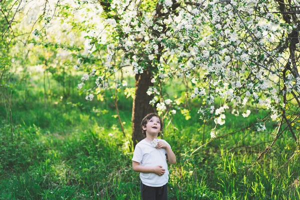 Child playing with branch of an apple treeand having fun. Spring activity for inquisitive children — Foto de Stock