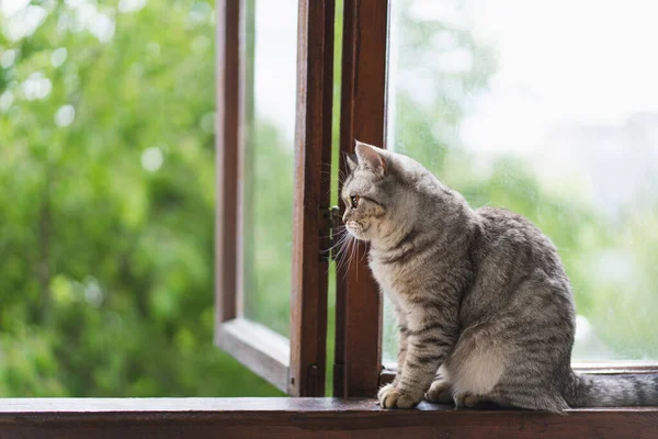 แมวน่ารักของสกอตแลนด์ตรงนั่งบนหน้าต่างเปิด . — ภาพถ่ายสต็อก