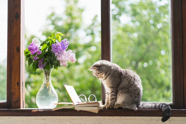 Seekor kucing, vas dengan ungu dan buku terbuka pada jendela vintage. Konsep musim semi yang nyaman. — Stok Foto