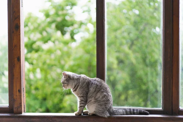 Cute cat of the Scottish straight sitting on the open window. — Stock Photo, Image