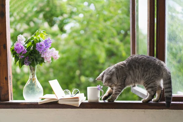 Seekor kucing, vas dengan ungu dan buku terbuka pada jendela vintage. Konsep musim semi yang nyaman. — Stok Foto
