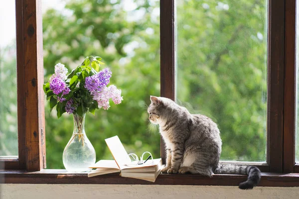 Um gato, vaso com lilás e livro aberto em uma janela vintage. Conceito de mola acolhedor. — Fotografia de Stock