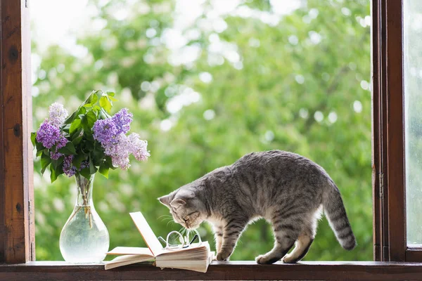 Carino Gatto Scozzese Seduto Dritto Vaso Con Fiore Lilla Libro — Foto Stock