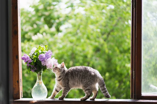 Gatto Carino Della Seduta Diritta Scozzese Vaso Con Fiore Lilla — Foto Stock