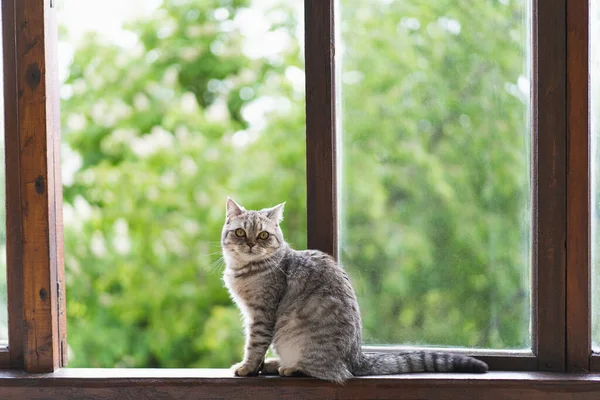 Kucing Manis Dari Skotlandia Yang Duduk Lurus Jendela — Stok Foto
