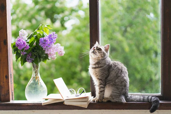 Cute Cat Scottish Straight Sitting Vase Flower Lilac Open Book — Stock Photo, Image